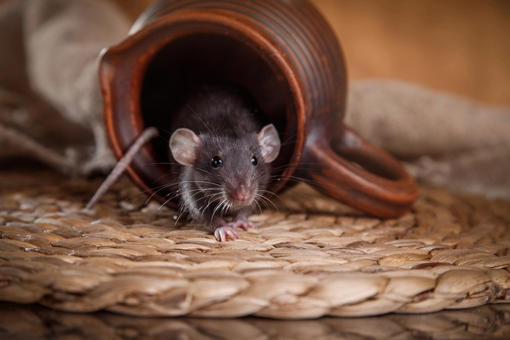 Rodent Control Services in Weatherford, TX